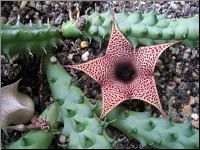 Huernia recondita tige normale 